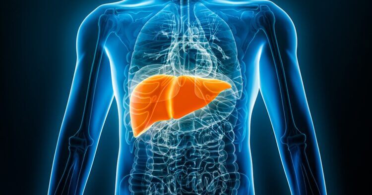 A high-tech transparent image of the human body with organs and skeleton visible. Liver is the most prominant organ represented in a vibrant color.